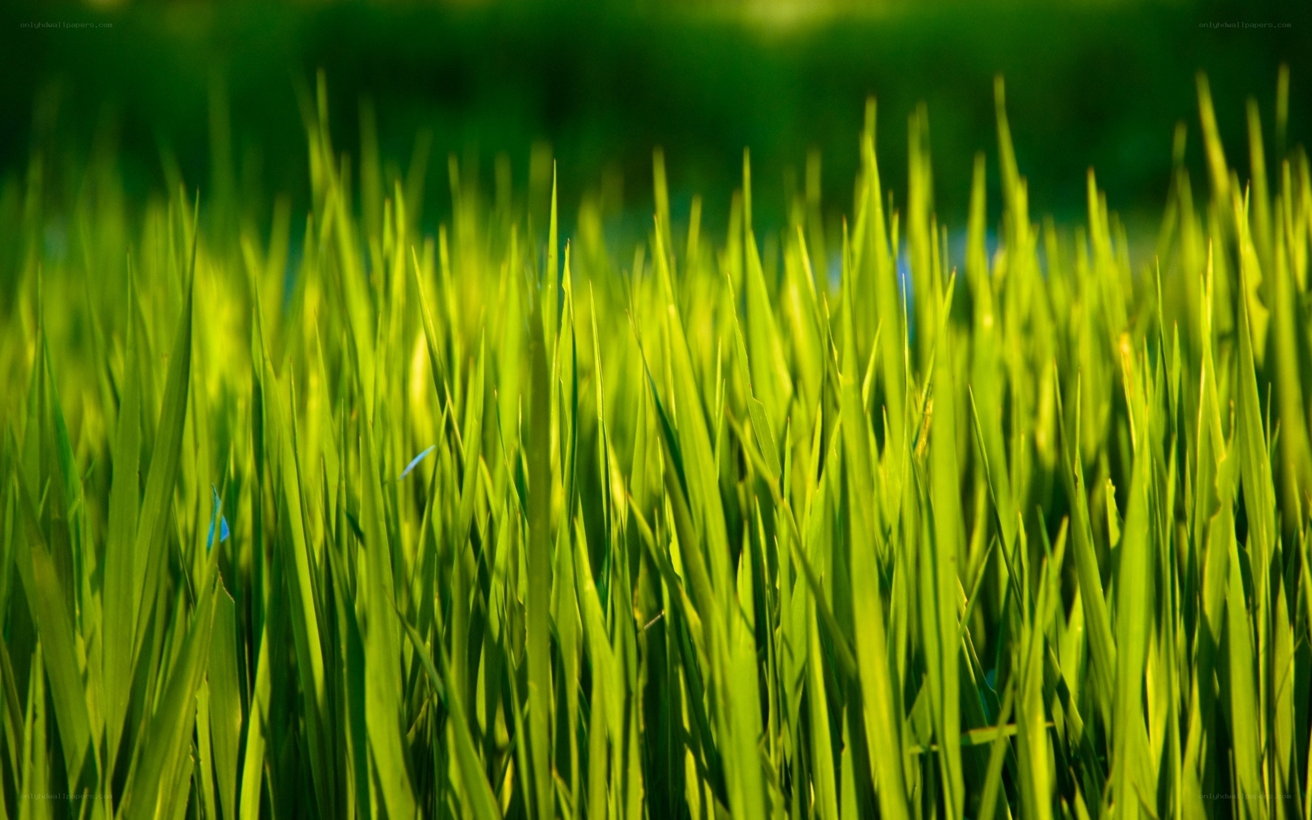 Green grass in sunlight