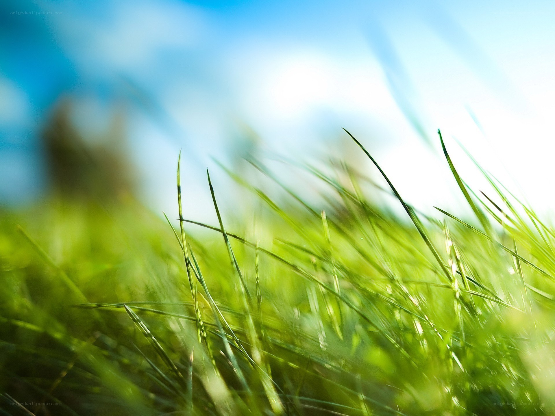 Green grass in sunlight