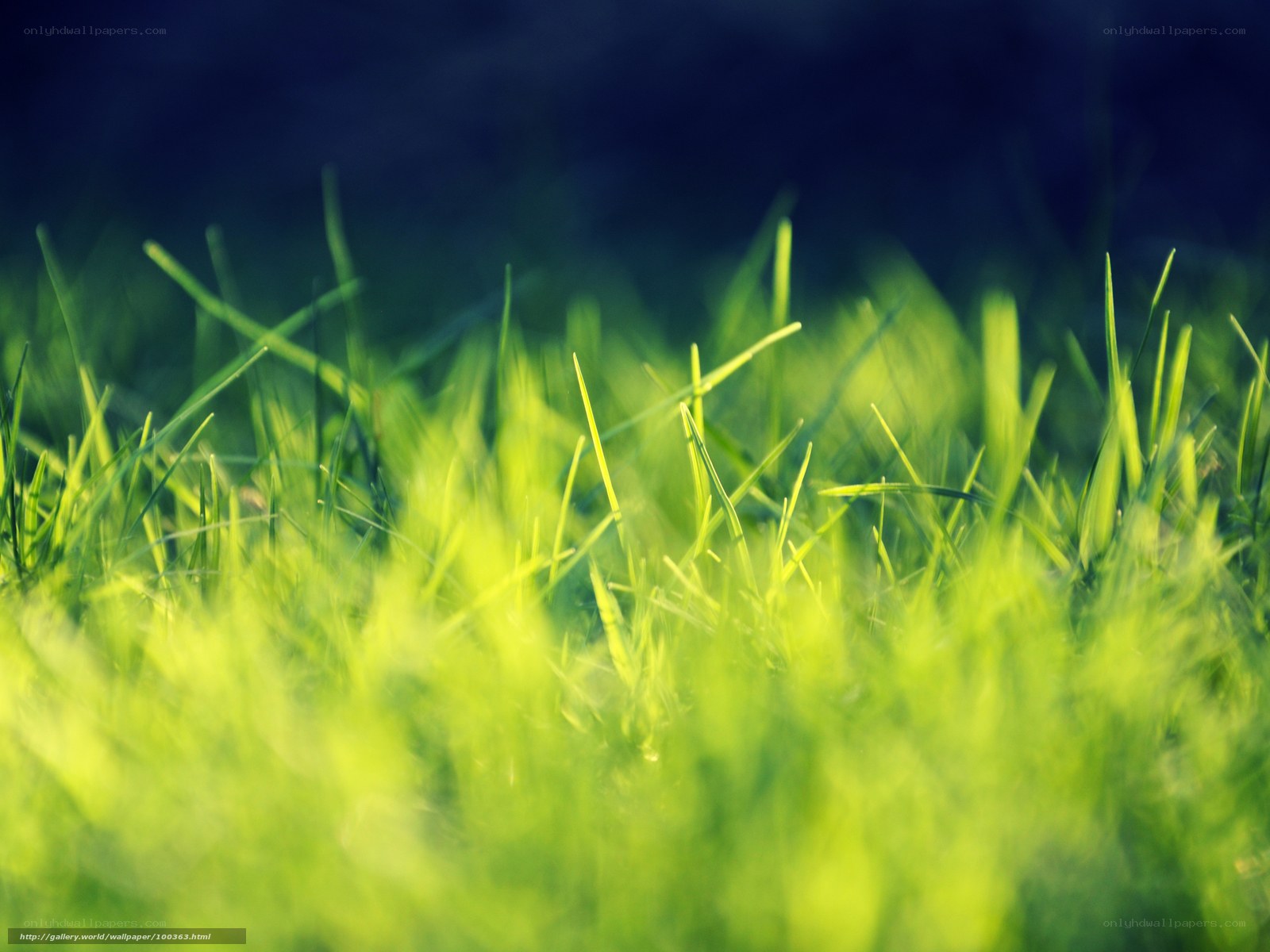 green grass in sunlight