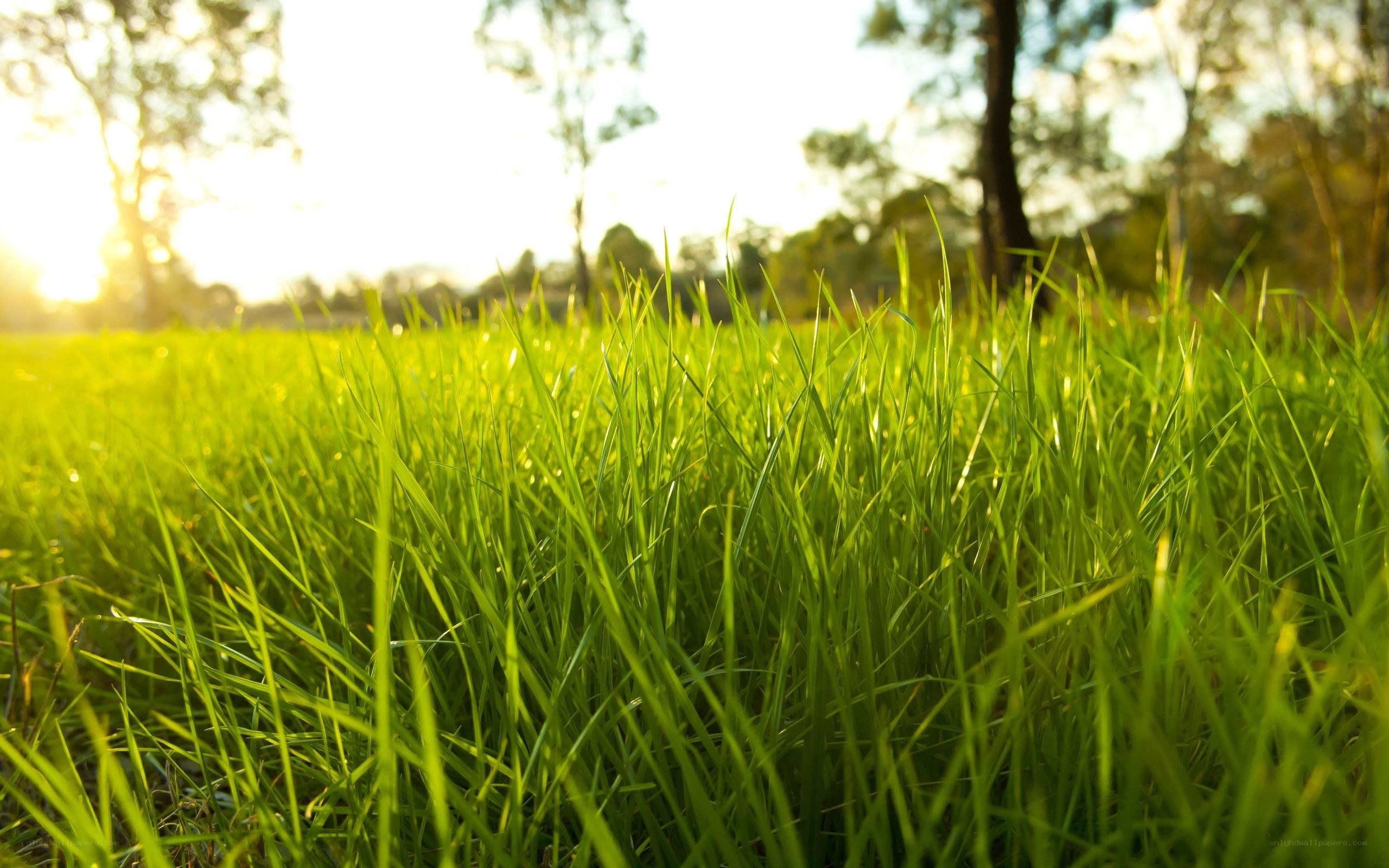 green grass in sunlight