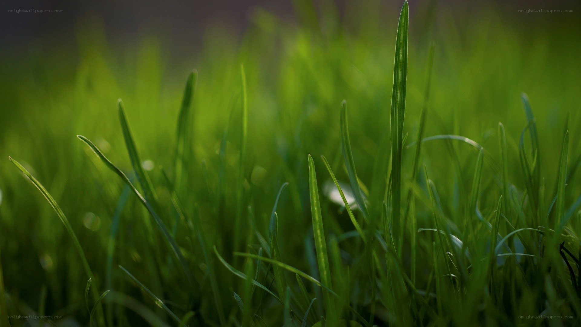 green grass in sunlight