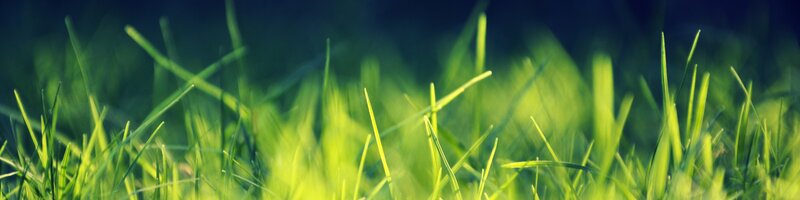 green grass in sunlight