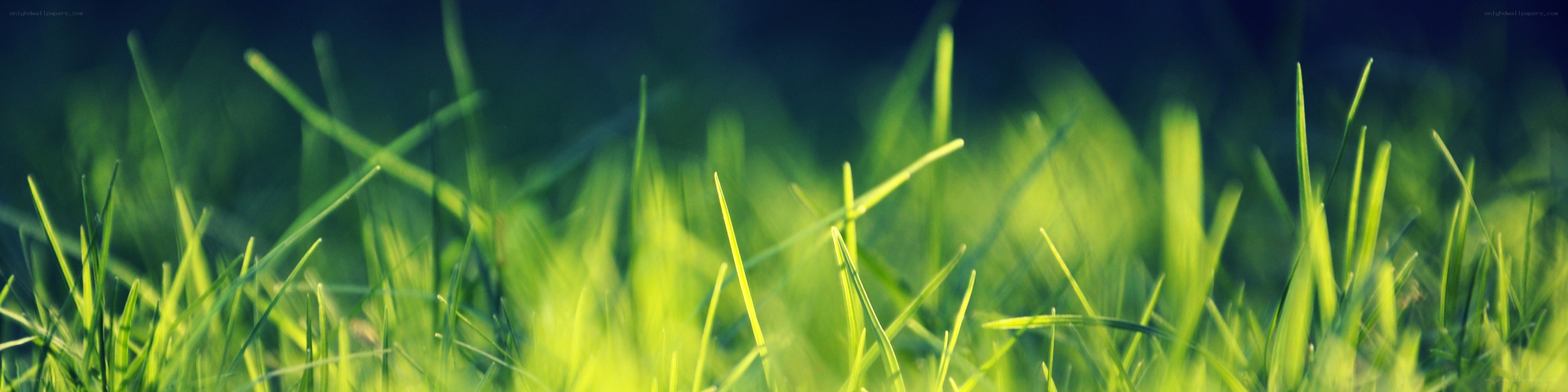 green grass in sunlight