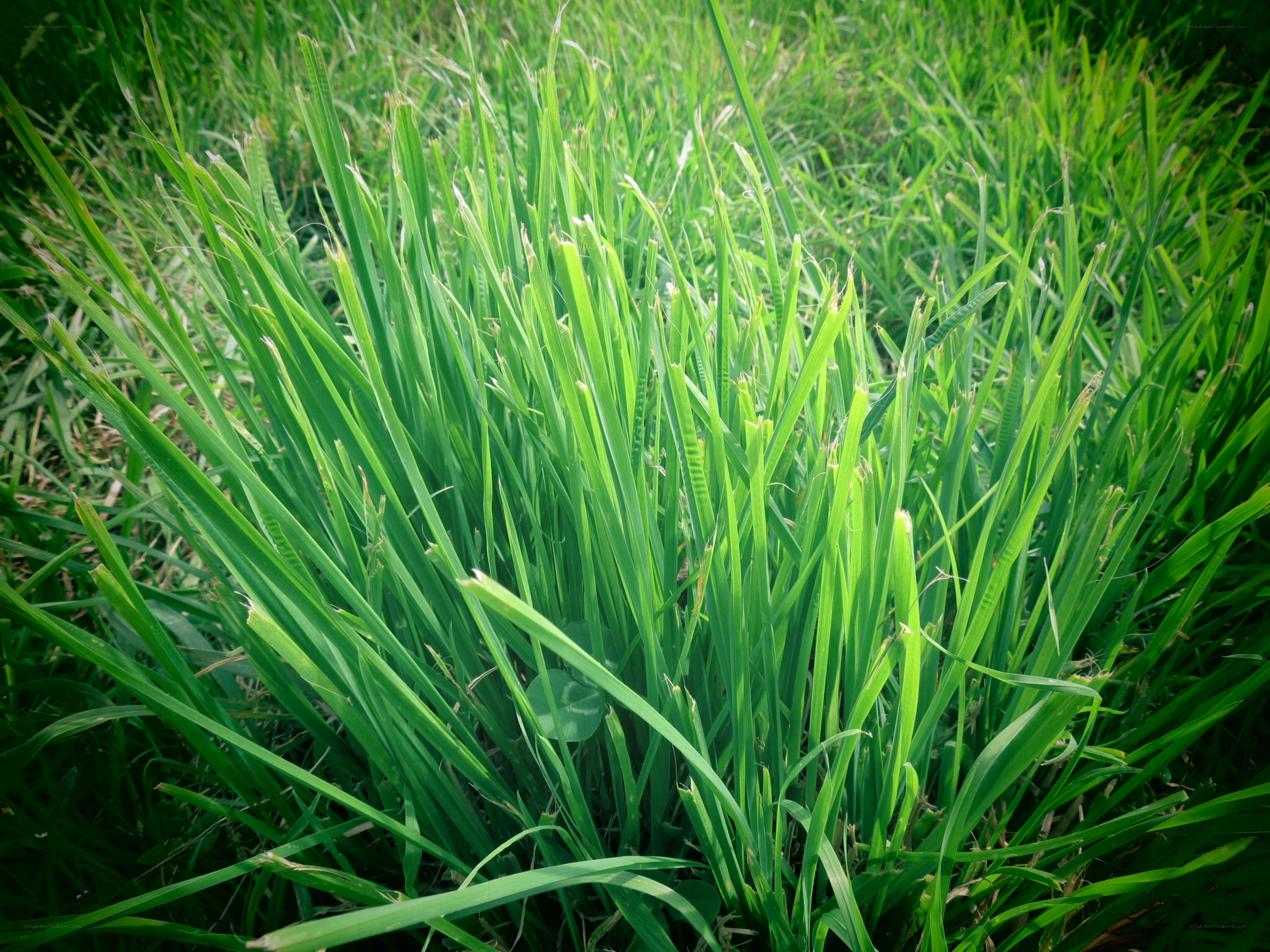 green grass in sunlight