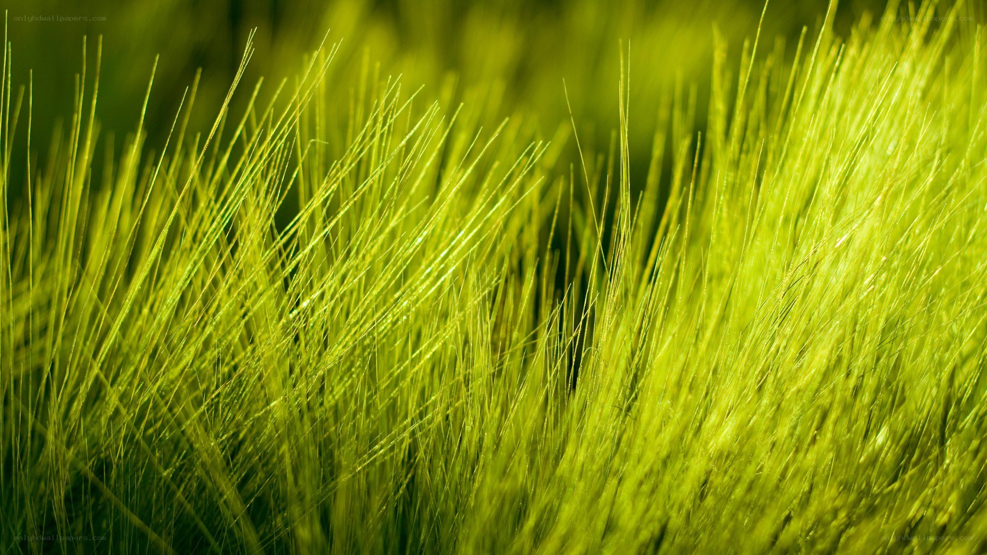 Green grass in sunlight