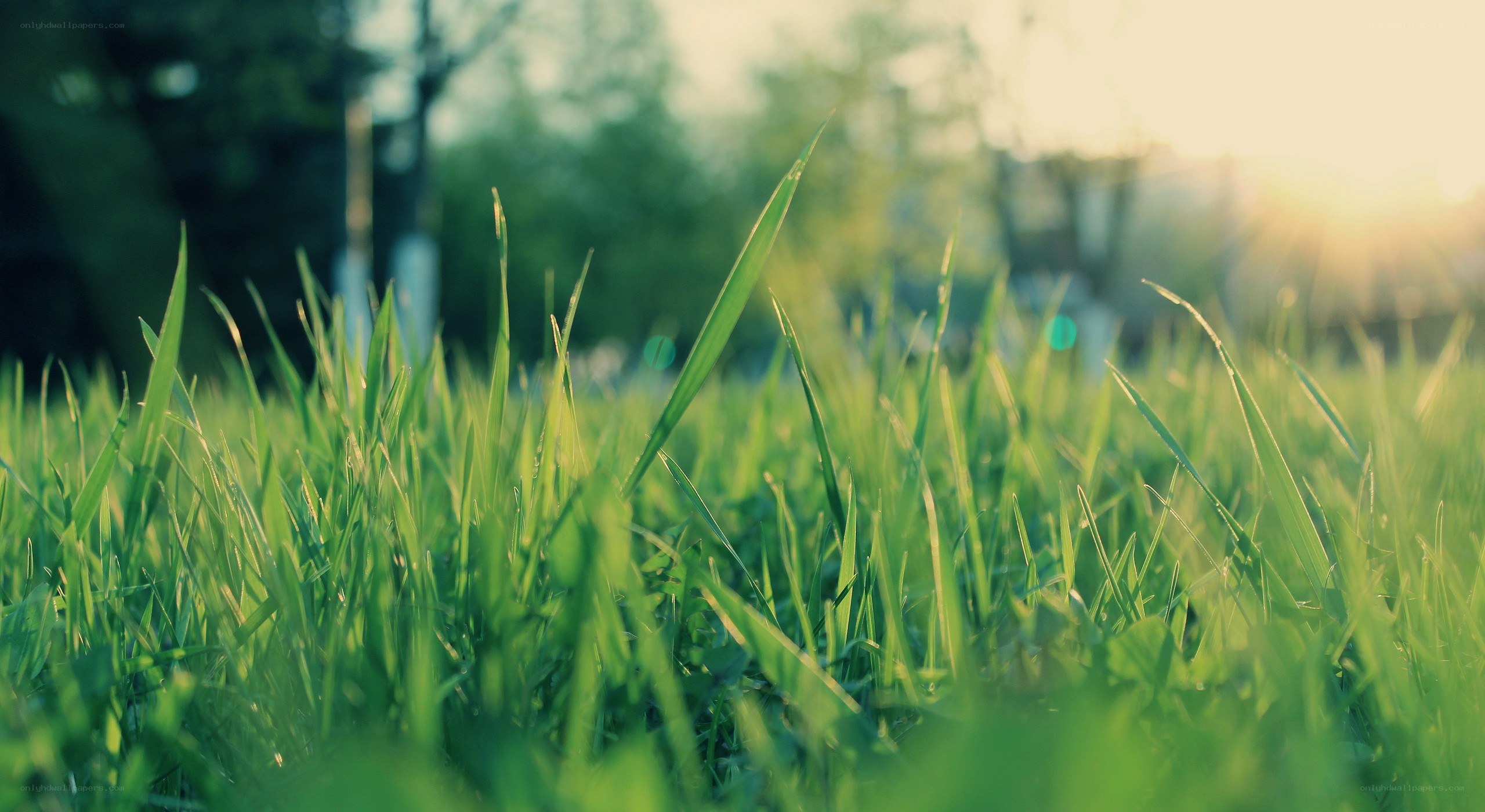green grass in sunlight