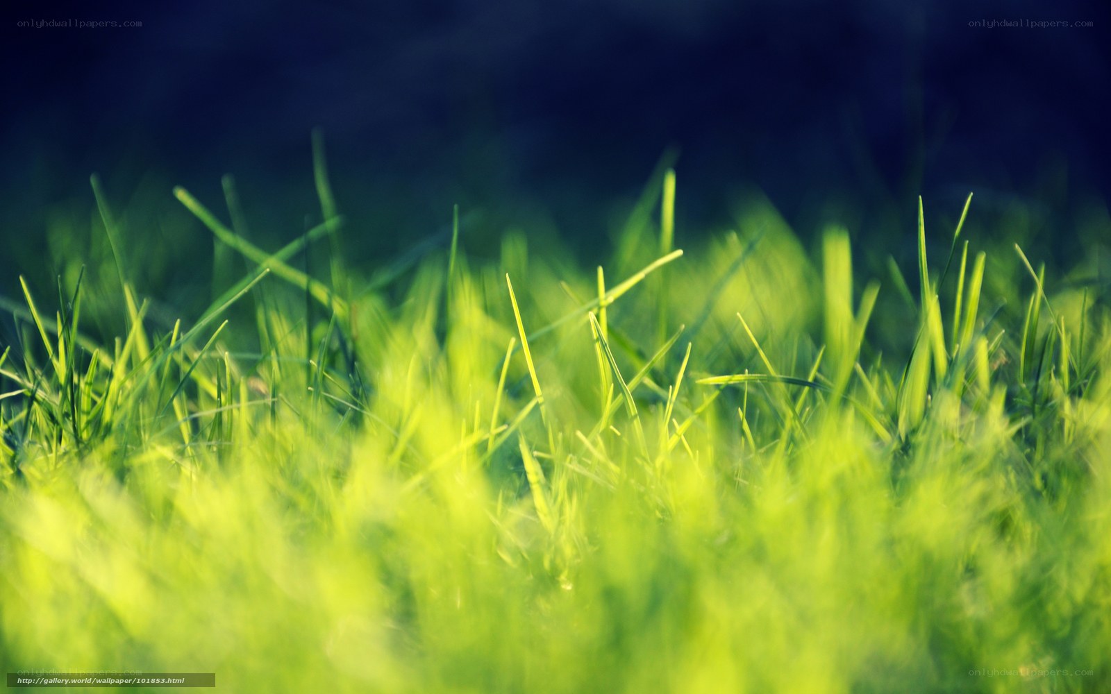 Green grass in sunlight