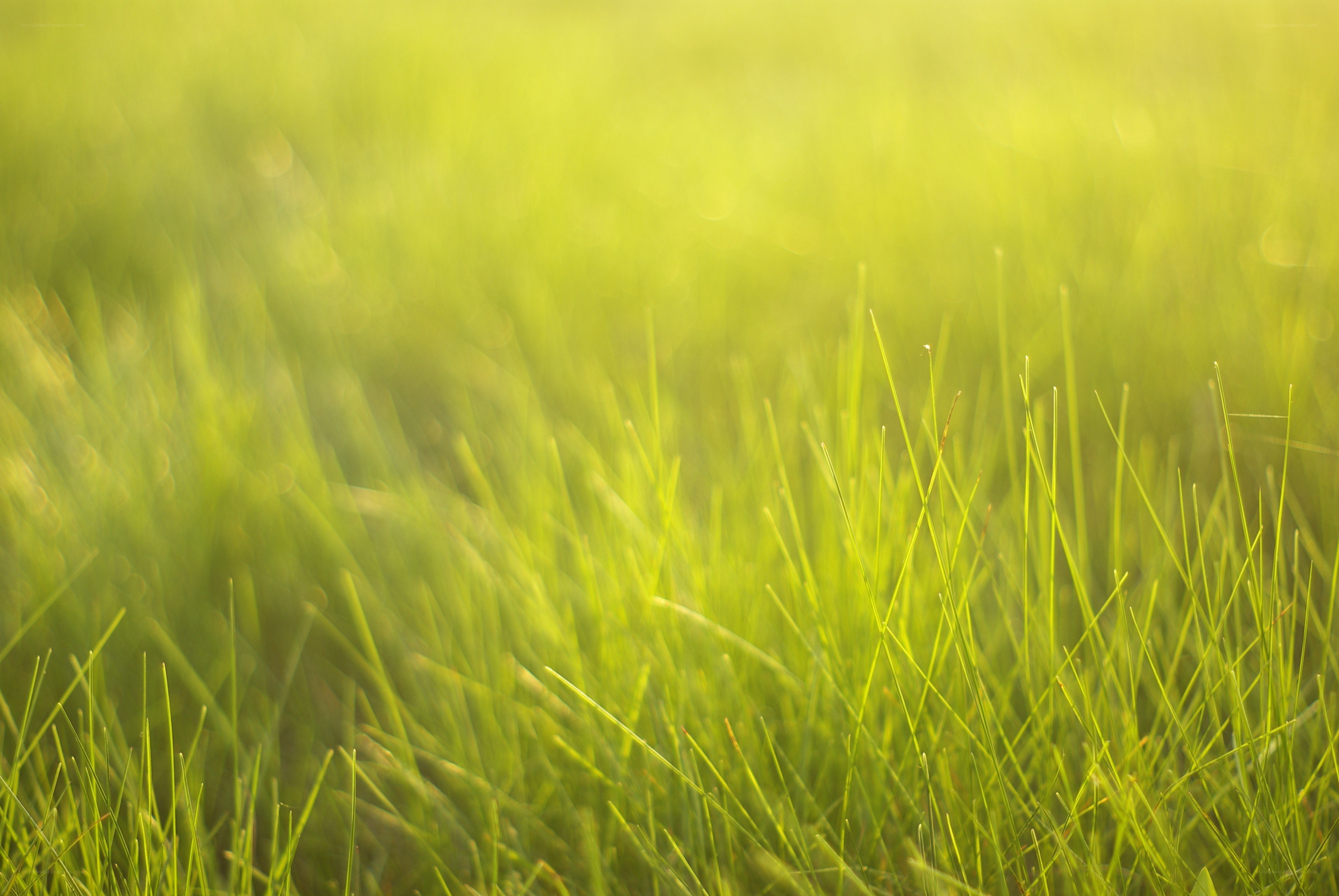 green grass in sunlight