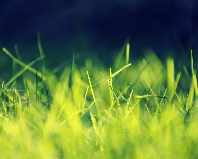 green grass in sunlight