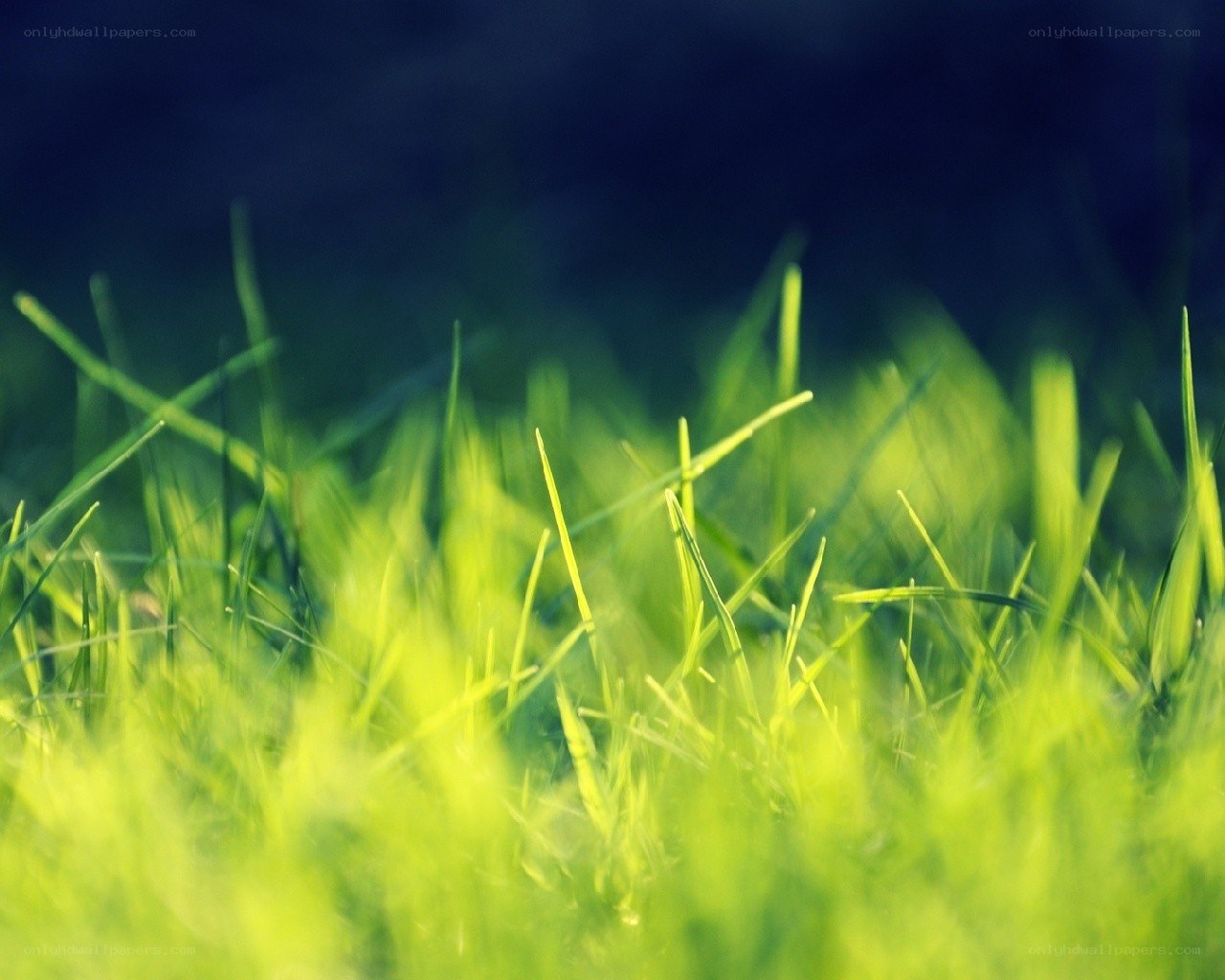 green grass in sunlight