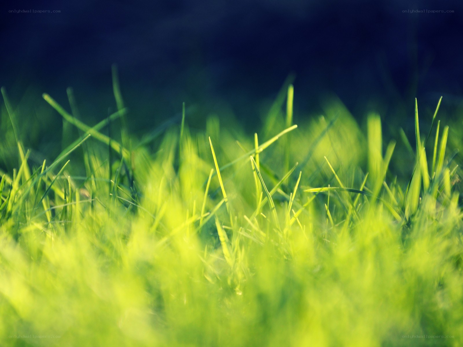 green grass in sunlight