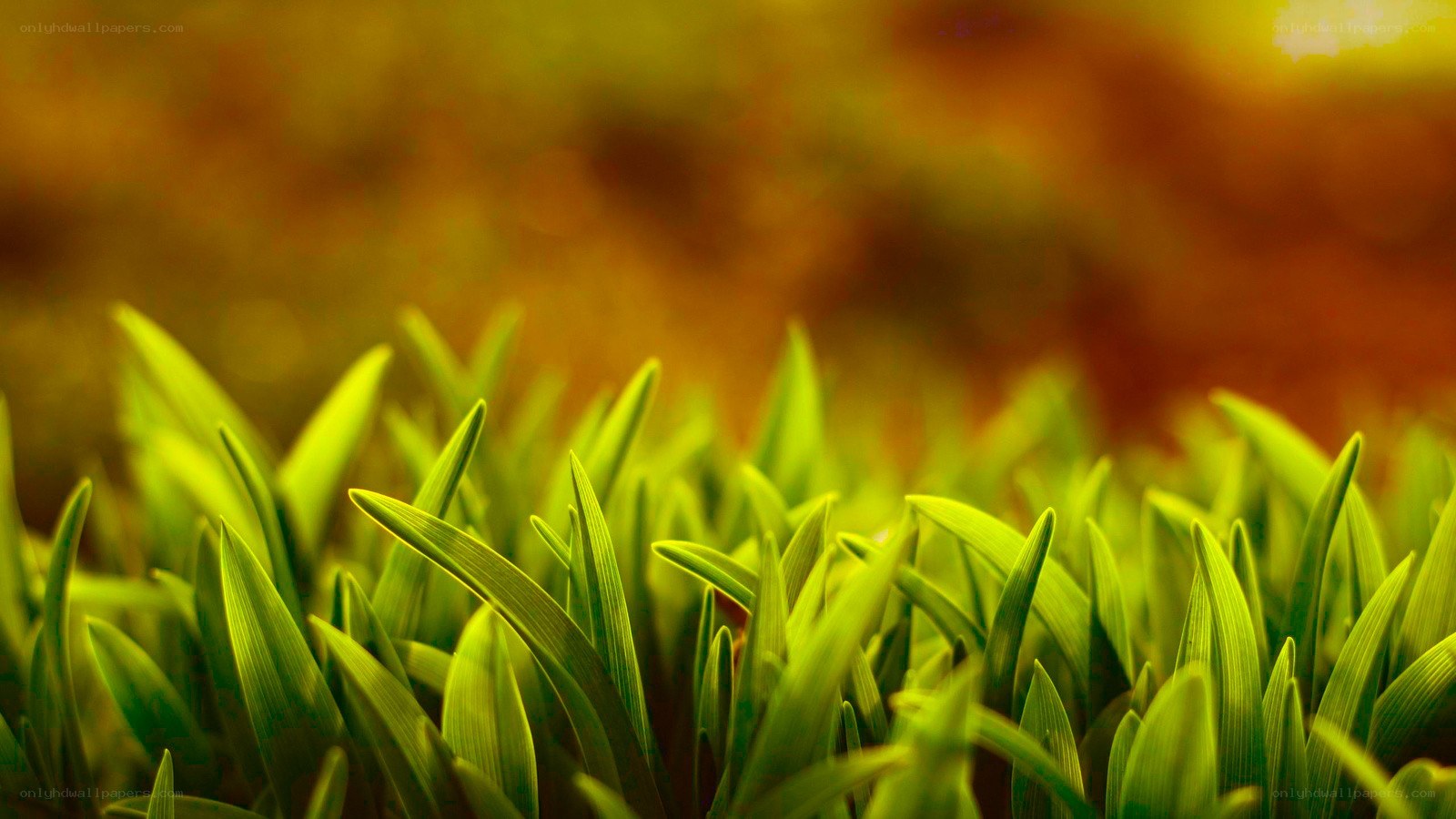 green grass in sunlight