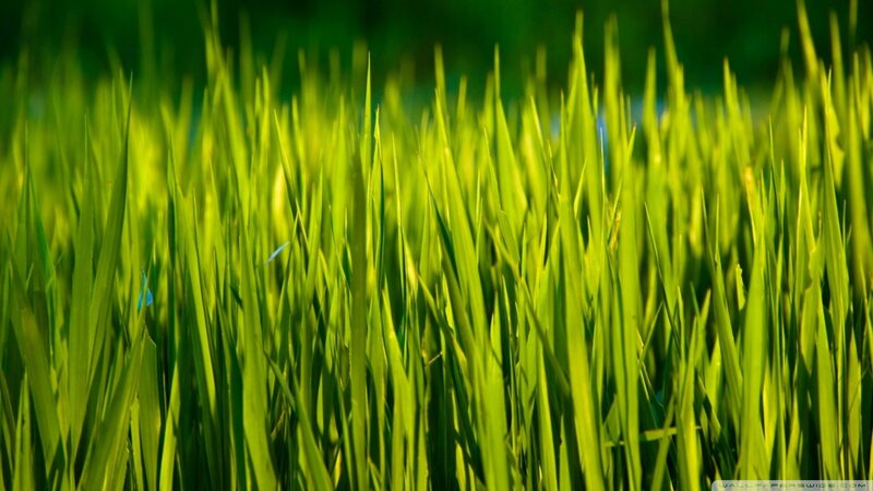 Green grass in sunlight