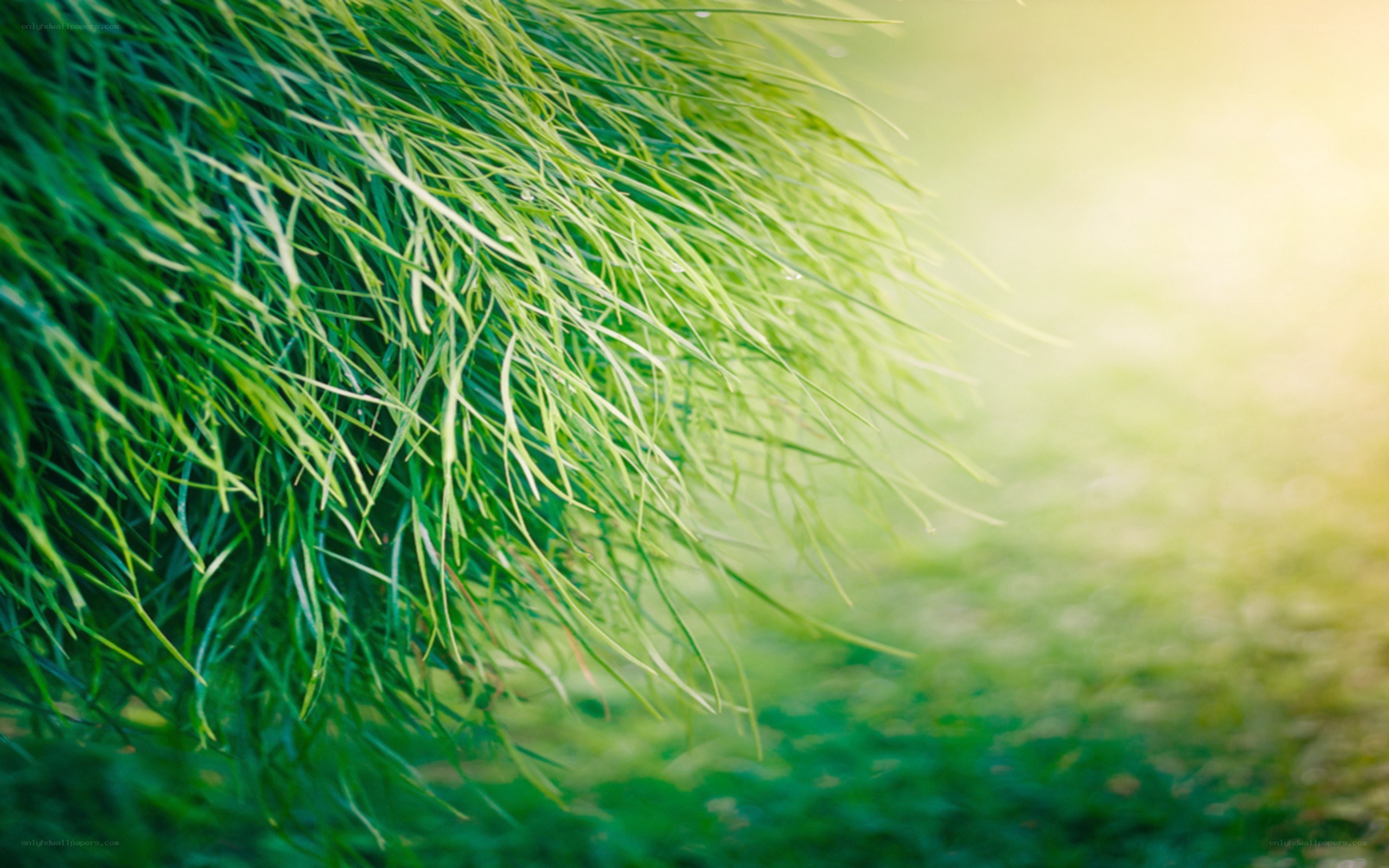 green grass in sunlight