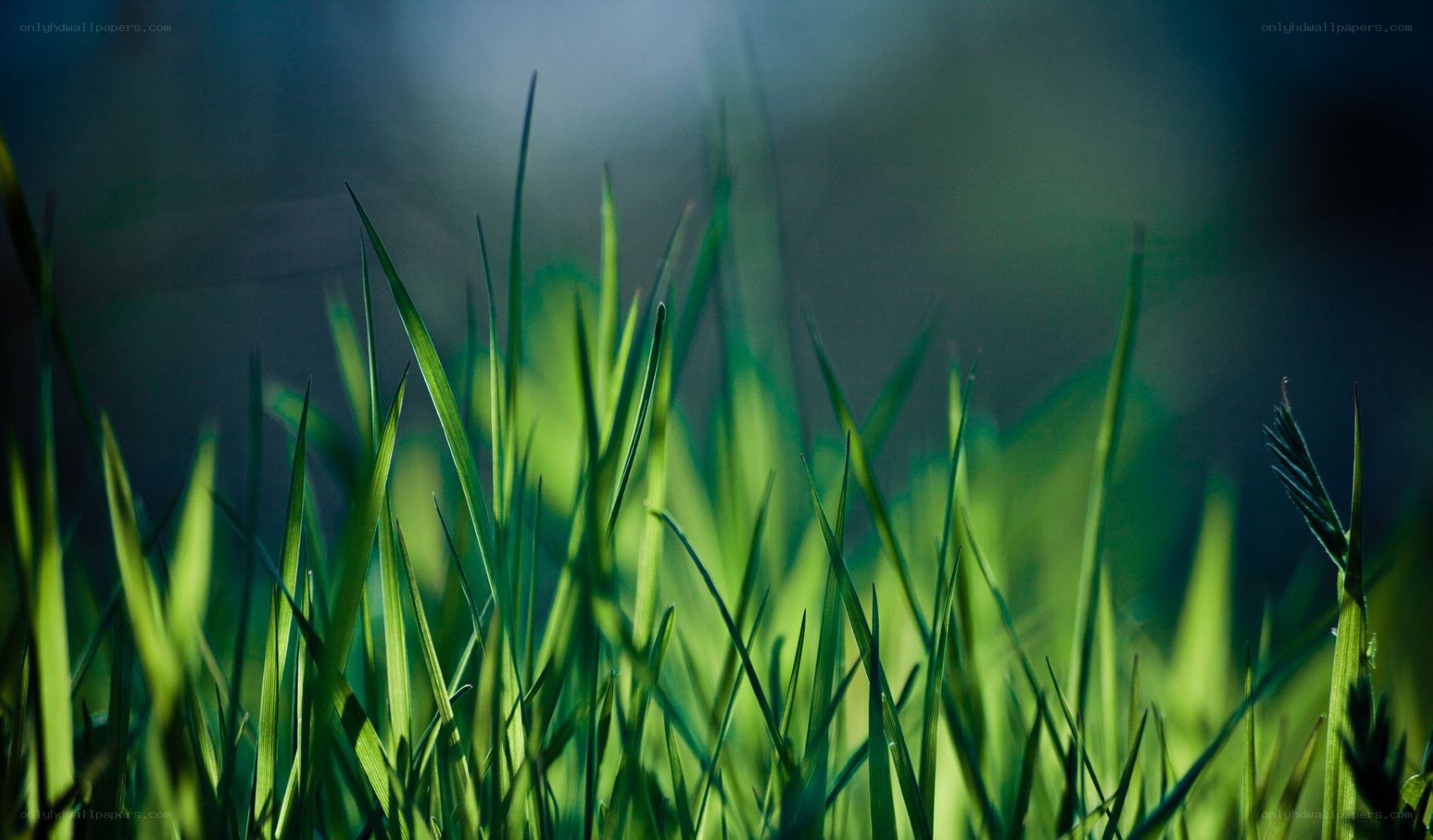 green grass in sunlight