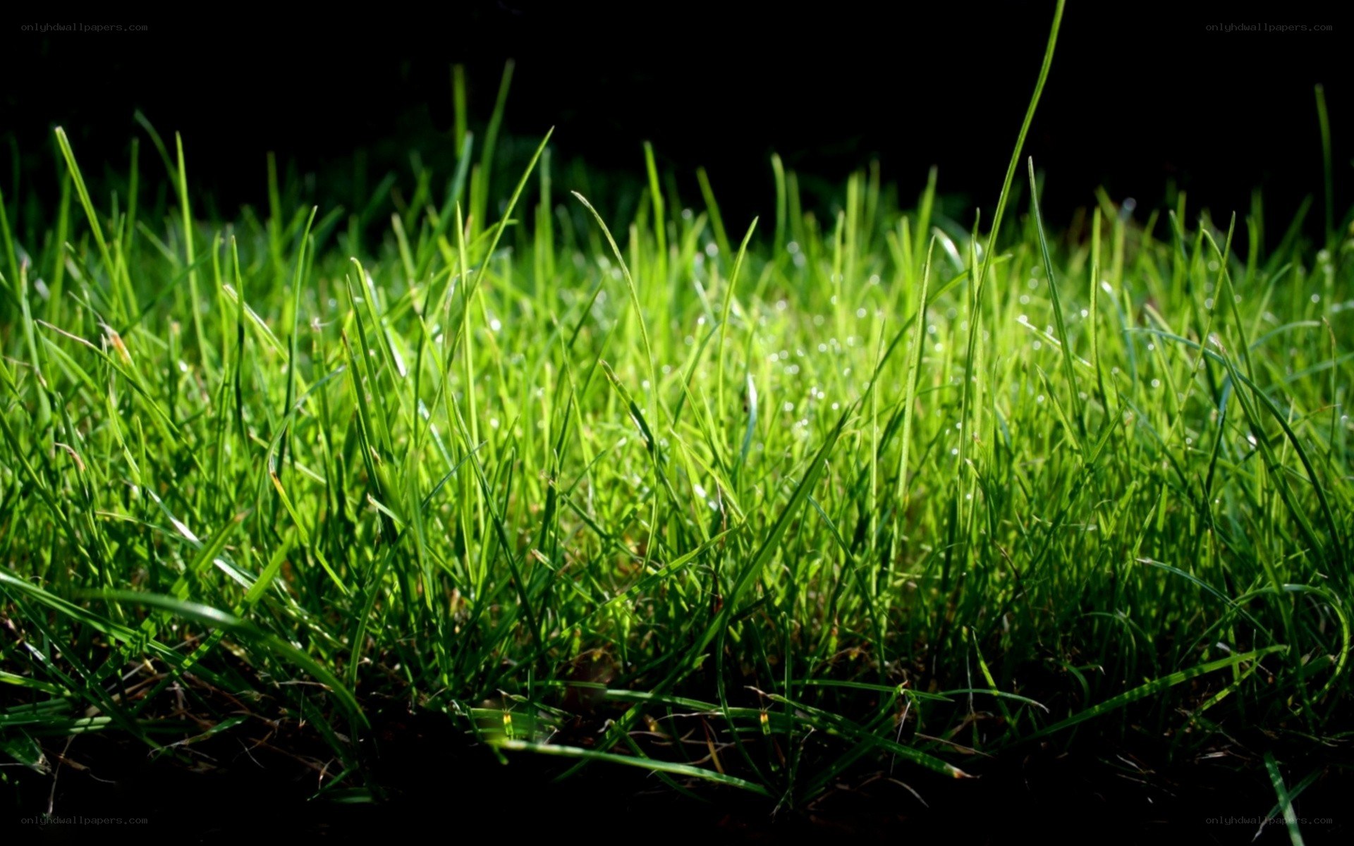 green grass in sunlight