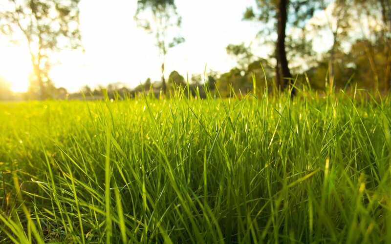 green grass in sunlight