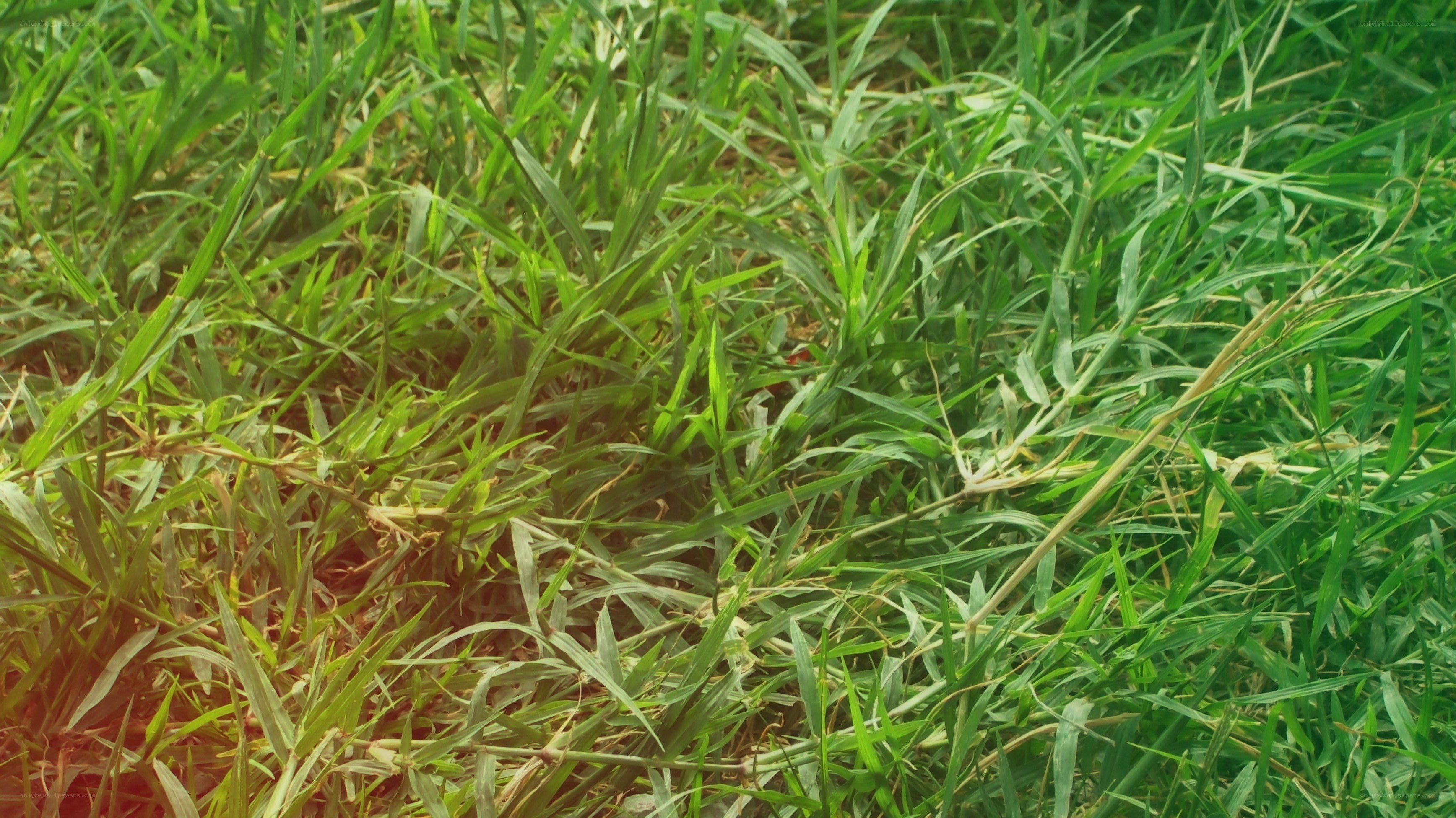 green grass in sunlight