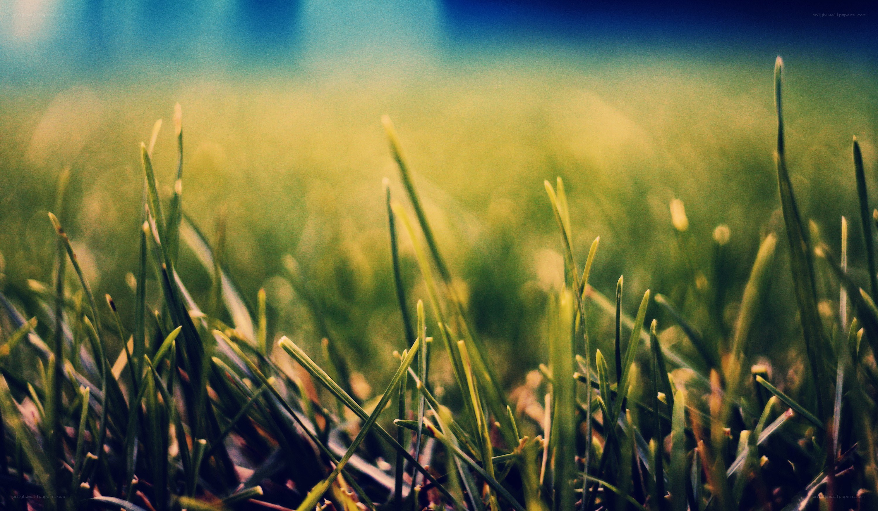 green grass in sunlight