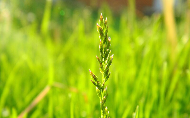 green grass in sunlight