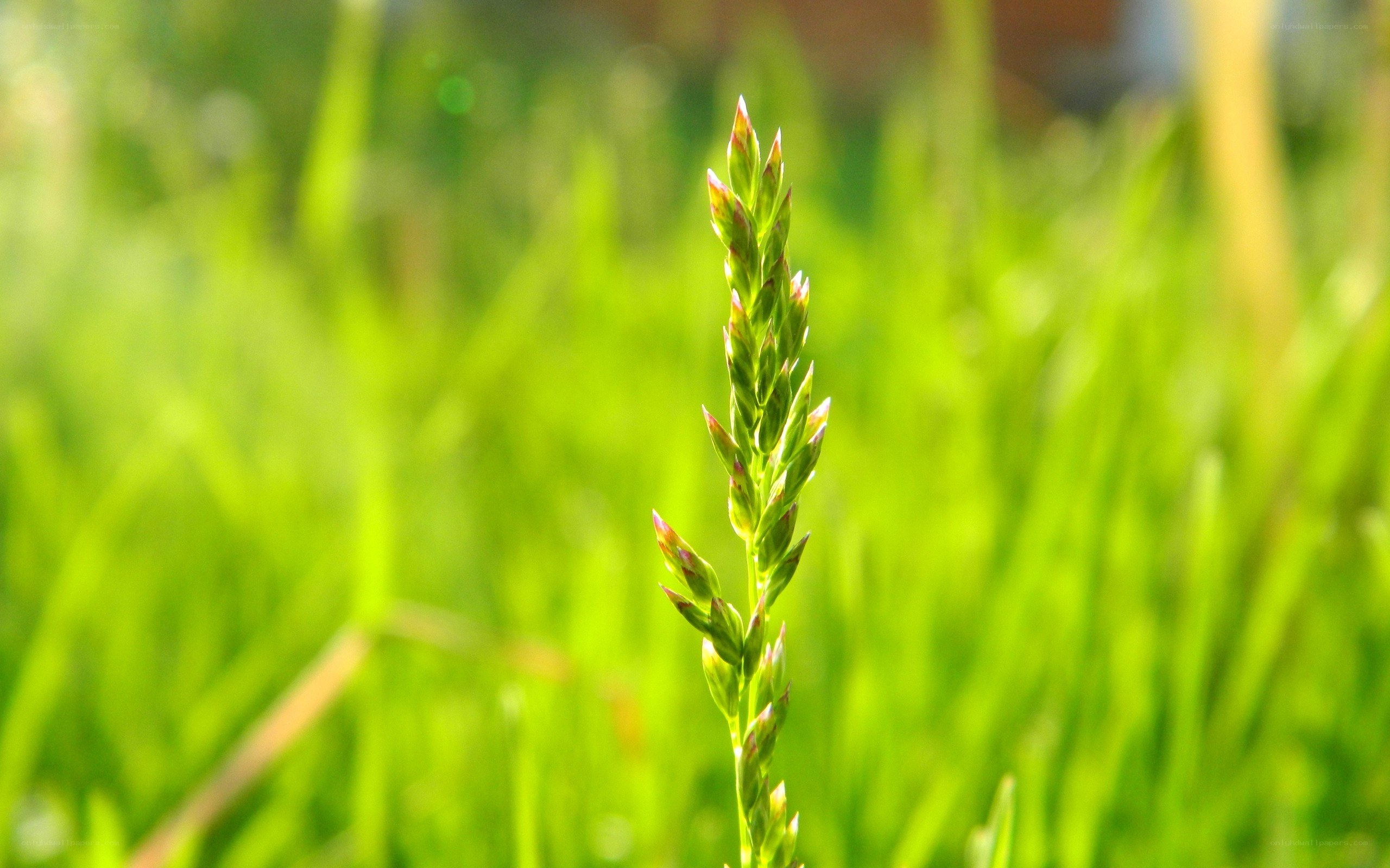 green grass in sunlight