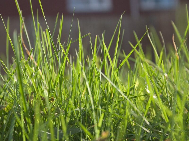 green grass in sunlight