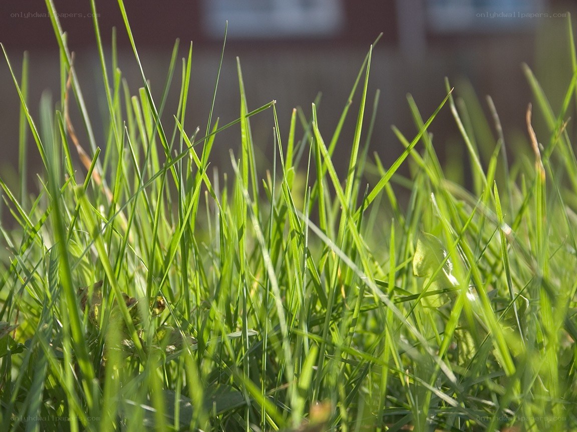 green grass in sunlight