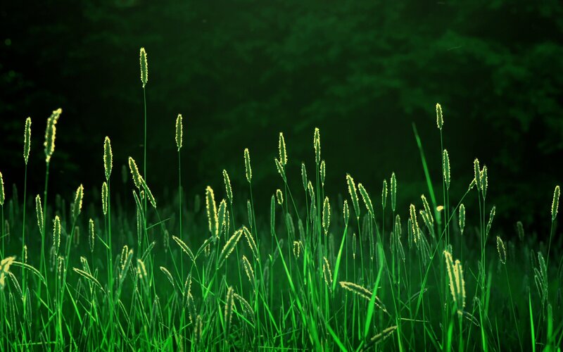 green grass in sunlight