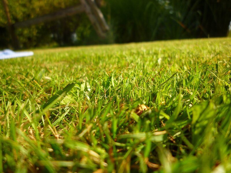 Green Grass in Sunlight — Calm