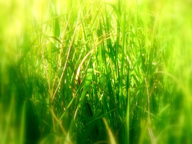 Green Grass in Sunlight — Photograph