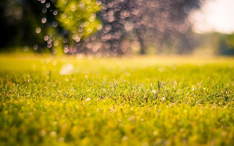 Green Grass in Sunlight — Serene, Afternoon, Photograph