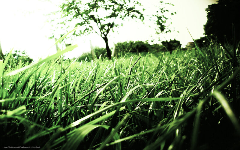 Green Grass in Sunlight — Serene, Afternoon, Photograph, Tree