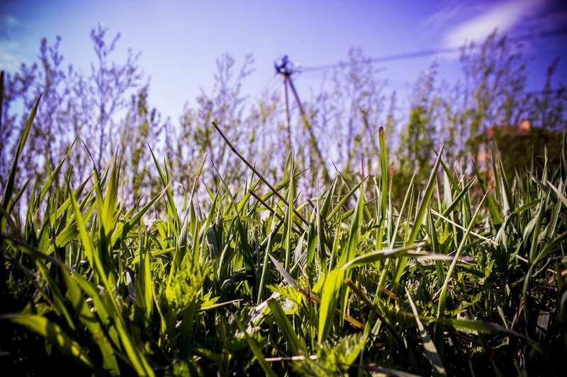 Green Grass in Sunlight — Serene, Afternoon, Photograph, Trees