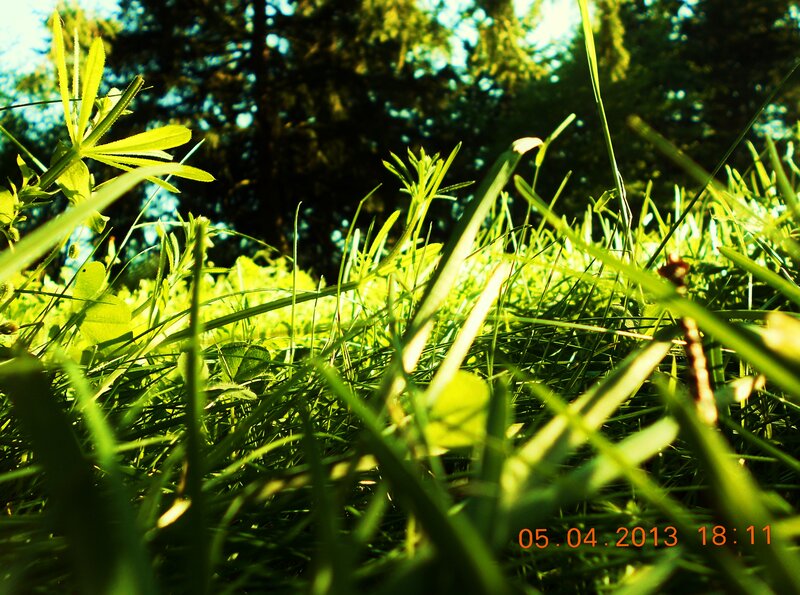 Green Grass in Sunlight — Serene, Afternoon