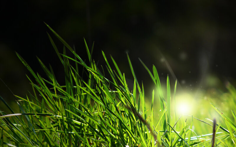 Green Grass in Sunlight — Serene, Morning, Photograph, Dust Particles