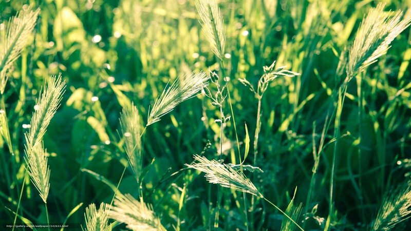 Green Grass in Sunlight — Serene, Morning, Photograph, Field
