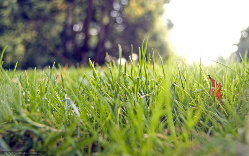 Green Grass in Sunlight — Serene, Morning, Photograph, Leaf