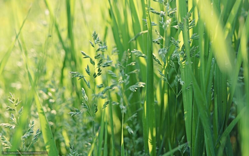 Green Grass in Sunlight — Serene, Morning, Photograph, Plants, Blades