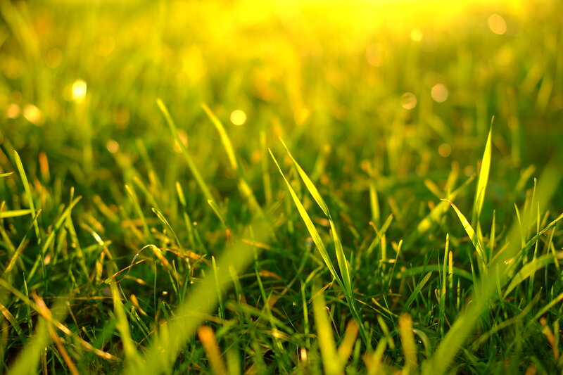 Green Grass in Sunlight — Serene, Sunset, Photograph, Bokeh