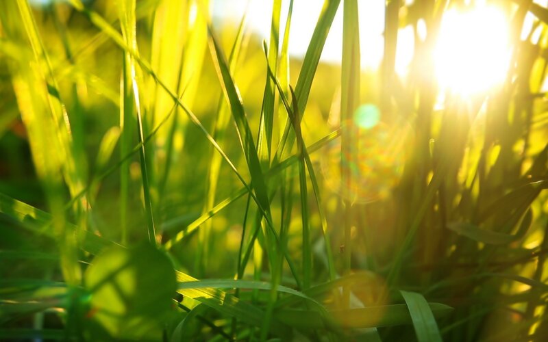 Green Grass in Sunlight — Serene, Sunset, Photograph, Lens Flare, Yellow