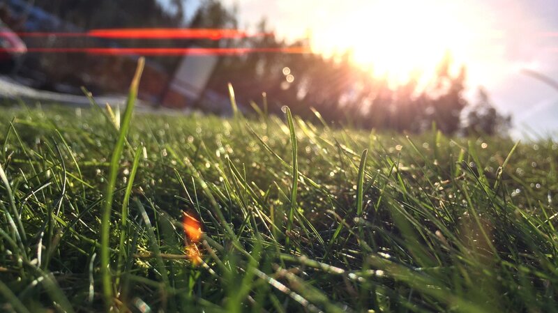 Green Grass in Sunlight — Serene, Sunset, Photograph, Sun