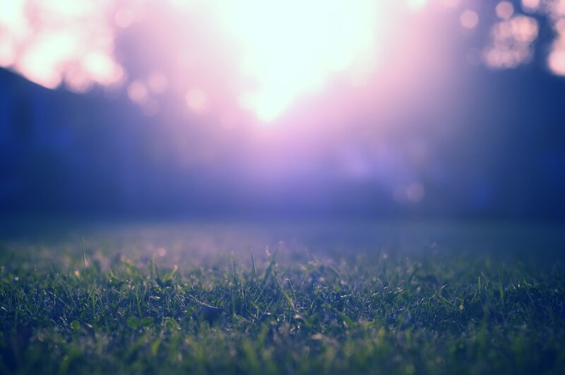Green Grass in Sunlight — Serene, Sunset, Photograph, Trees, Blue