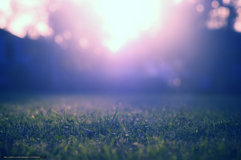 Green Grass in Sunlight — Serene, Sunset, Photograph, Trees