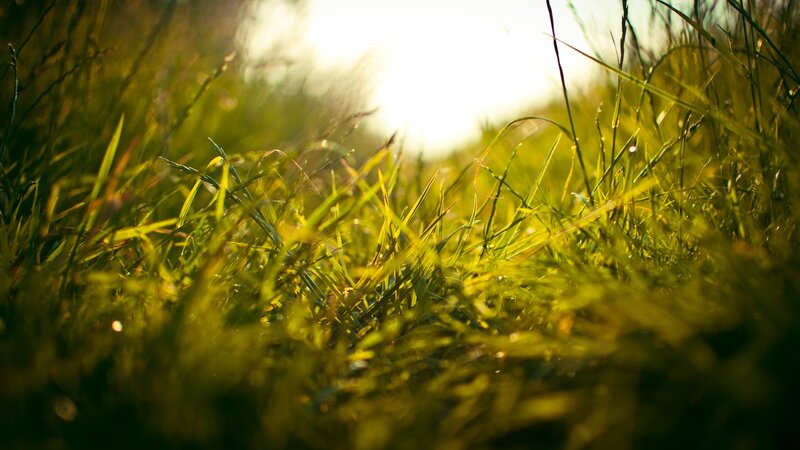 Green Grass in Sunlight — Serene, Sunset, Photograph, Yellow