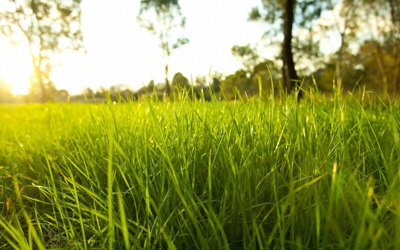 Green Grass in Sunlight — Serene, Sunset