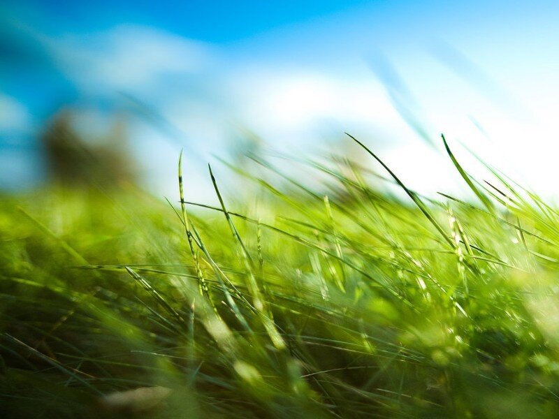 Green Grass in Sunlight — Serene