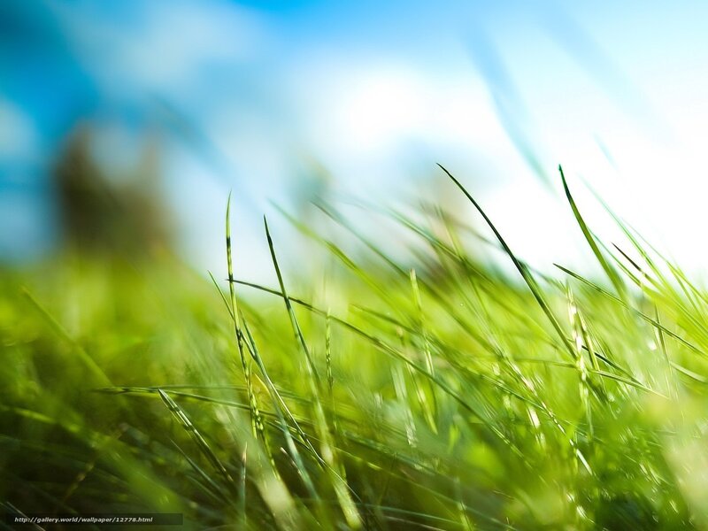 Green grass in sunlight