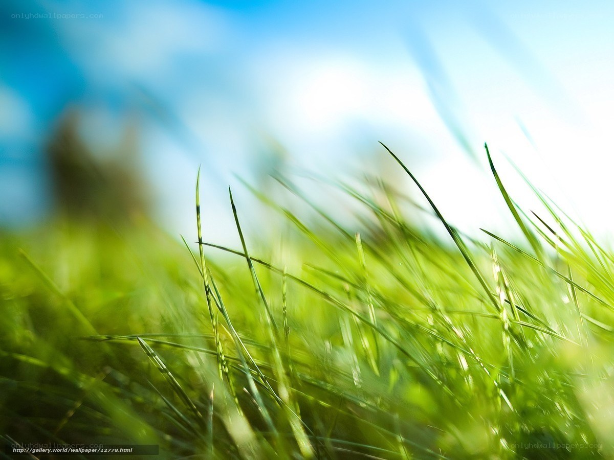 Green grass in sunlight