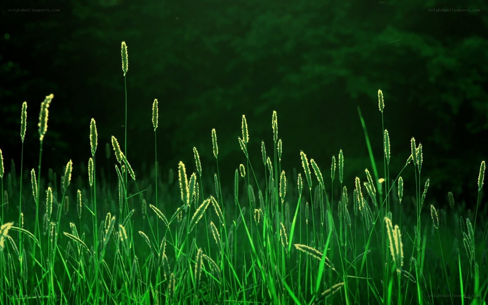 Green grass in the forest