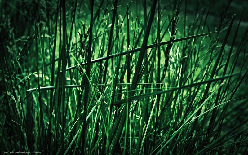 Green grass in the sunlight